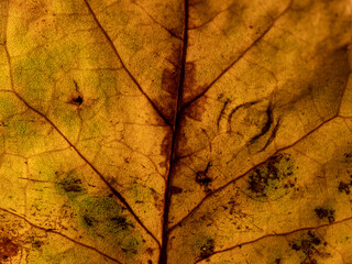 Macro of Autumn leaf with lots of details