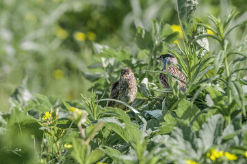Adult Golden-crowned Sparrow (Zonotrichia atricapilla) and fledgling at Chowiet Island, Semidi Islands, Alaska, USA