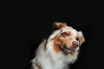 Australian shepherd looking laterally