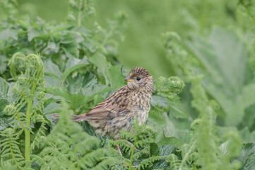 Golden-crowned Sparrow (Zonotrichia atricapilla) fledgling at Chowiet Island, Semidi Islands, Alaska, USA