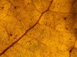Macro of Autumn leaf with lots of details