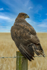 Buzzard (Scientific name: Buteo Buteo) Portrait of a Common Buzzard perched on a fence post, looking alert.  Blue sky background. Vertical Spae for copy.