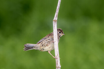 Golden-crowned Sparrow (Zonotrichia atricapilla) fledgling at Chowiet Island, Semidi Islands, Alaska, USA