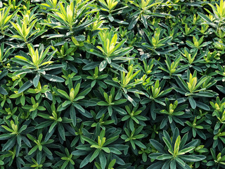 Background of green plants, Bush, summer