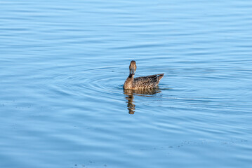 Female Northern Pintail (Anas acuta) in Malibu Lagoon, California, USA