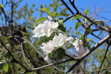 tree flowers