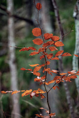red leaves in autumn, nacka, stockholm, sweden, sverige
