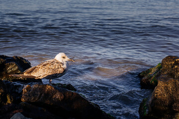 Seagull sits on a stone covered with algae at the edge of the black sea, water lashes against the stones