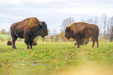 American bison, autumn, farm in the nature