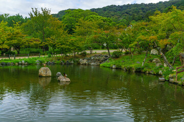 Fototapeta na wymiar Pond in the Maruyama Park, Kyoto