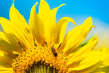 close up sun flower and bee in the field for background