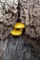 Mushroom Pholiota adiposa s.l. growing groove of dead poplar