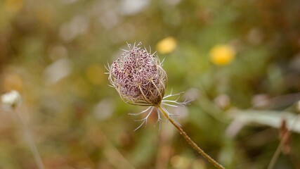 green flower plant in the garden in autumn season, autumn colors