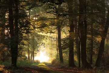 A forest path among oak trees on a misty autumn morning