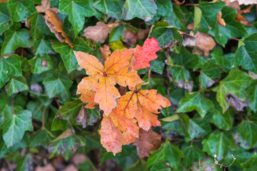 Autumn colors, beautiful nature hues and tints