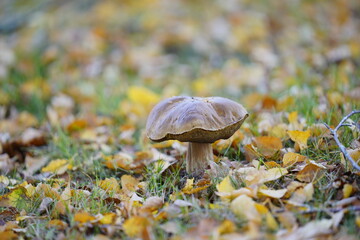 Autumn colors, beautiful nature hues and tints