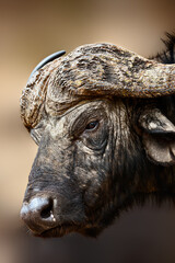 Cape Buffalo bull facial close-up portrait showing texture in high contrast. Syncerus caffer