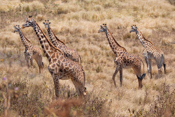 Giraffes in serengeti national park serengeti tanzania 