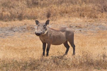 Warthog in Tanzania Africa photo 