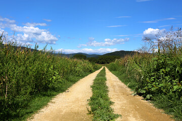 way to the horizon between green fields cultivated with blue sky