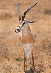 Gazelle portrait in Serengeti Tanzania 
