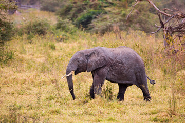 Fototapeta premium African elephant in serengeti national park serengeti