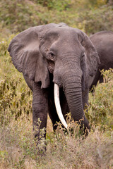Fototapeta na wymiar African Elephant Portrait in Tanzania 