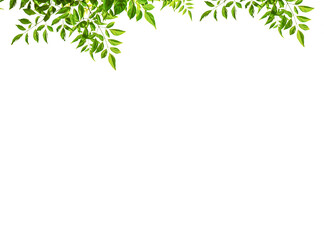 Isolate leaves on the white background. Green leaves for background.Fresh leaves.branch with green leaves isolated on white.