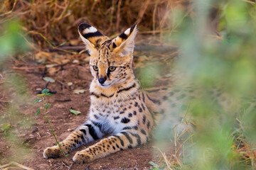 Naklejka na ściany i meble Serval feline in Tanzania Africa 