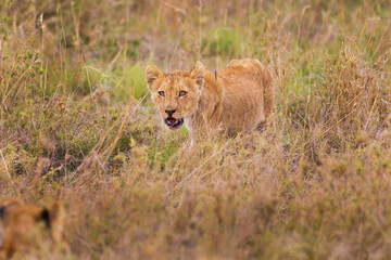 Lion cub in the grass Serengeti Tanzania 