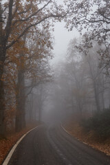 Obraz premium Oak trees in autumn among the mist in the Sierra de Guadarrama National Park in the Community of Madrid. Spain