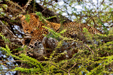 Leopard in tree in Africa Tanzania 