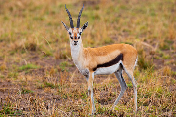 Gazelle in the middle of Africa portrait 