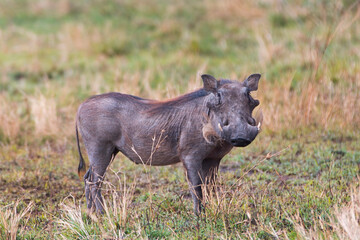 Portrait of a warthog Pumba Africa 