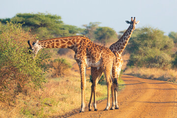 Giraffes blocking the road in Africa 
