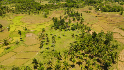 Aerial view of Rice terraces in the Philippines. Rice plantations in Asia.