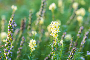 Blooming field of wild flowers Yellow toadflax or Linaria vulgaris flowers