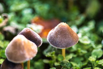 Beautiful closeup of forest mushrooms in a frozen morning day