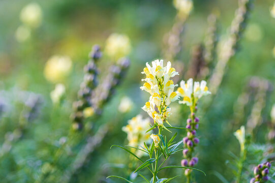 Field of Yellow toadflax flowers or Linaria vulgaris flowers