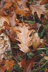 brown leaves with drops, rainy days in autumn season, autumn leaves and autumn colors