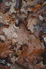 brown leaves with drops, rainy days in autumn season, autumn leaves and autumn colors