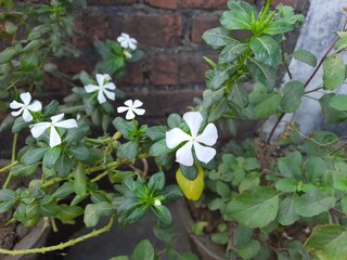 Plant and flower 