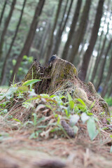 Obraz premium bird in a tree