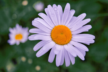 Obraz premium Close-up camomile flower top view on blurred natural background.