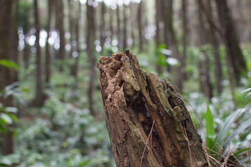 stump in forest