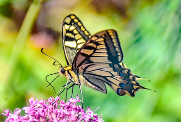 Macro d'un papillon machaon posé sur une fleur violette