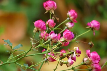 Fototapeta premium Pink rose buds on the branch in nature