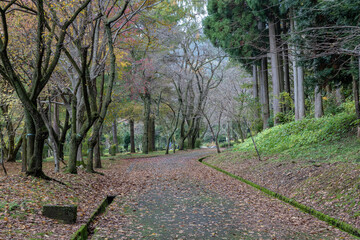 Obraz premium 樹木公園の晩秋の風景