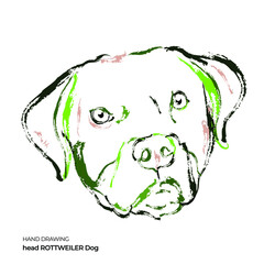 hand drawing head Rottweiler Dog