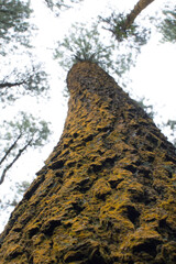 tree trunk in the forest